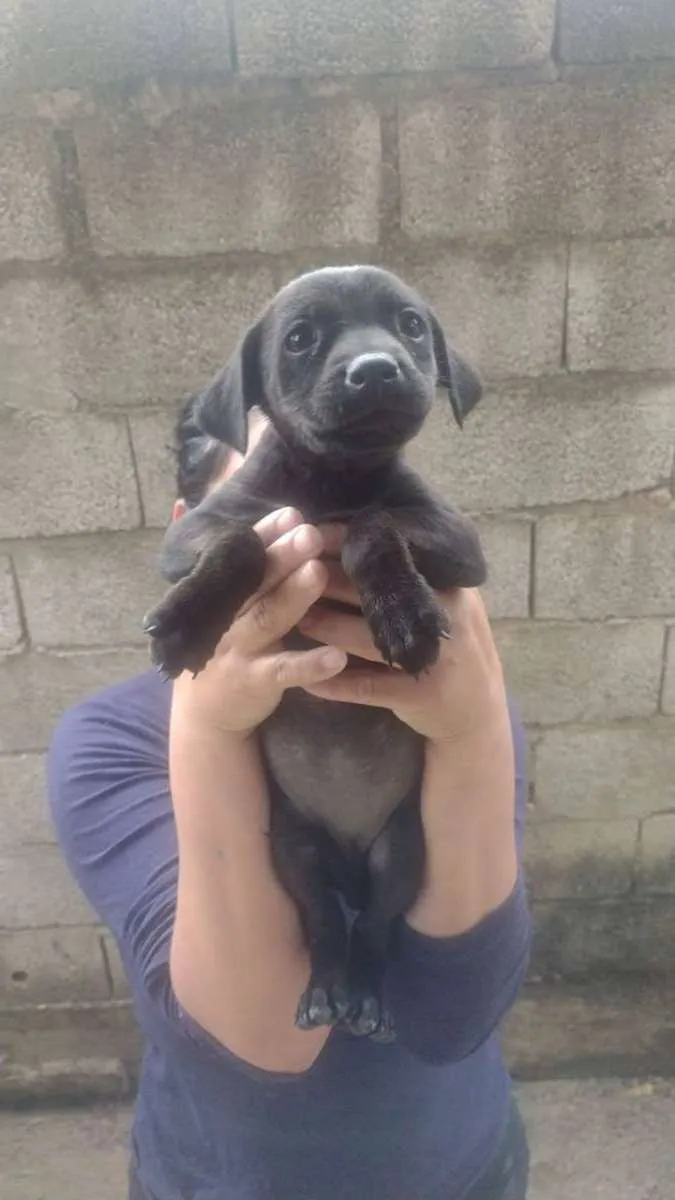 Cachorro ra a Srd idade Abaixo de 2 meses nome Sem nome
