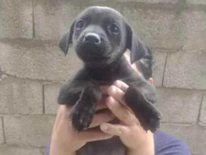 Cachorro raça Srd idade Abaixo de 2 meses nome Sem nome