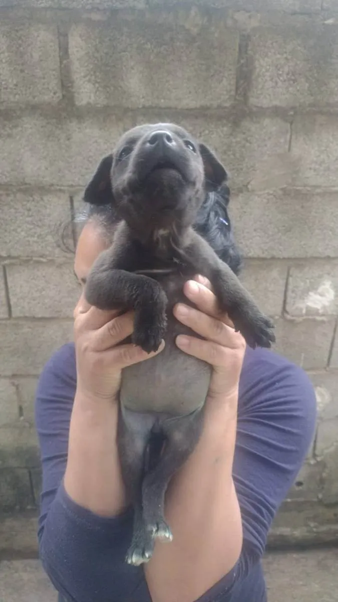 Cachorro ra a Srd idade Abaixo de 2 meses nome Sem nome