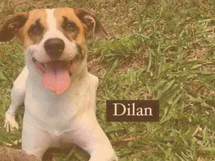 Cachorro ra a Viralata idade 3 anos nome Dilan