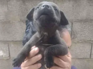 Cachorro raça Srd idade Abaixo de 2 meses nome Sem nome