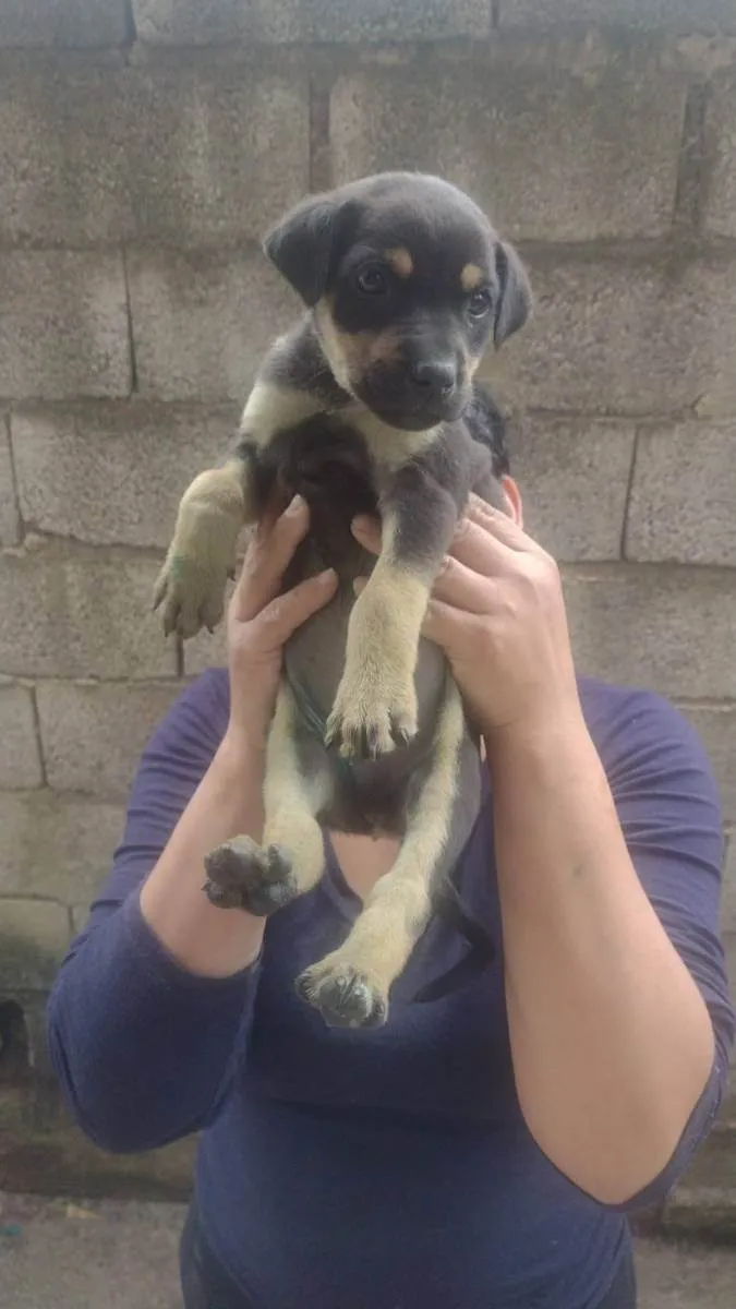 Cachorro ra a Srd idade Abaixo de 2 meses nome Sem nome