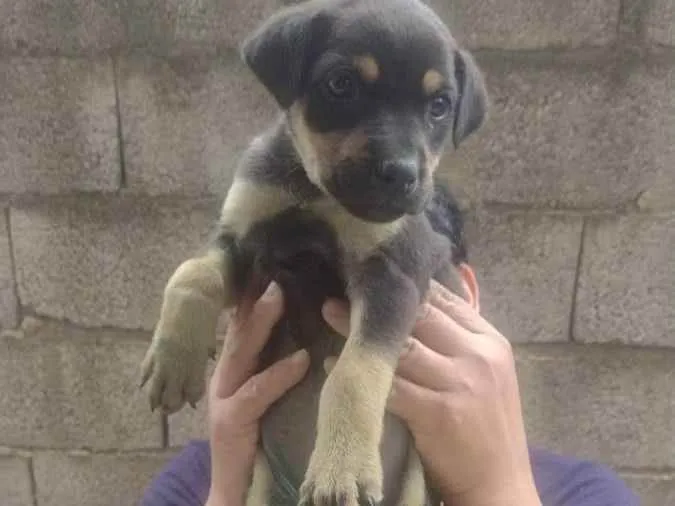 Cachorro ra a Srd idade Abaixo de 2 meses nome Sem nome