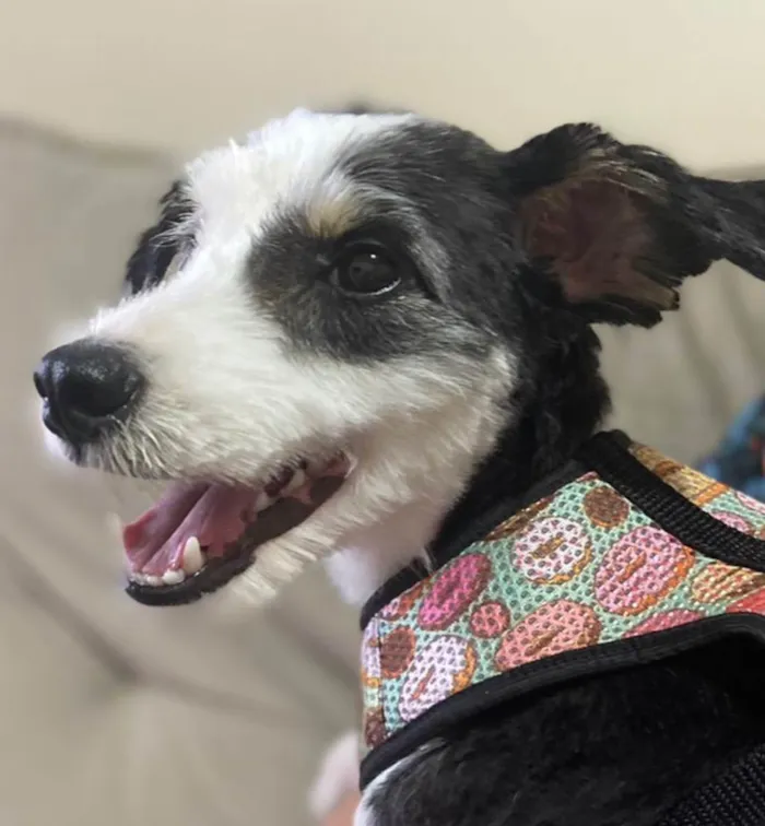 Cachorro ra a Mix collie barbudo idade 1 ano nome Max