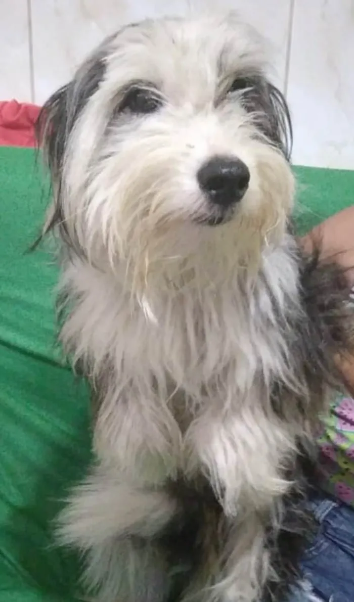 Cachorro ra a Mix collie barbudo idade 1 ano nome Max