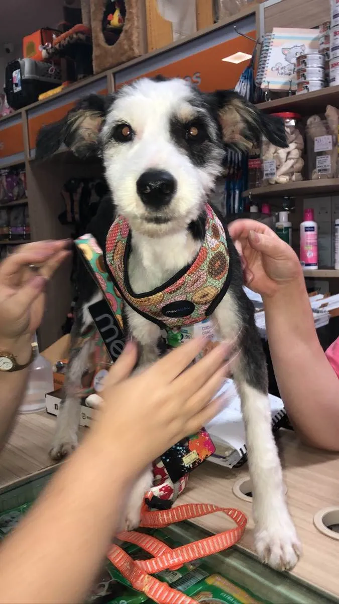 Cachorro ra a Mix collie barbudo idade 1 ano nome Max