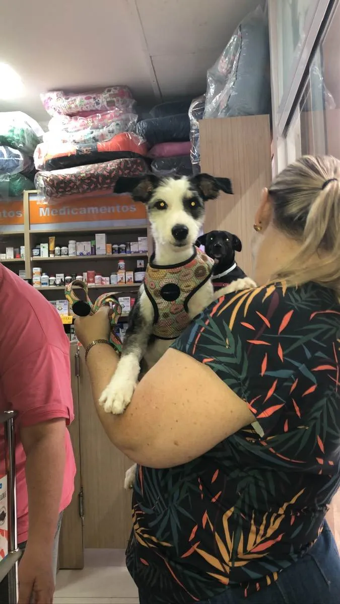 Cachorro ra a Mix collie barbudo idade 1 ano nome Max