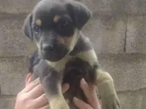 Cachorro raça Srd idade Abaixo de 2 meses nome Sem nome