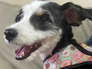 Cachorro raça Mix collie barbudo idade 1 ano nome Max