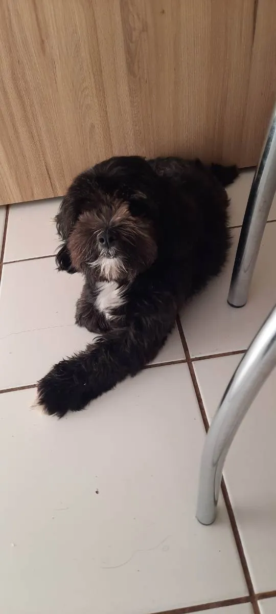 Cachorro ra a Lhasa  idade 4 anos nome Billy