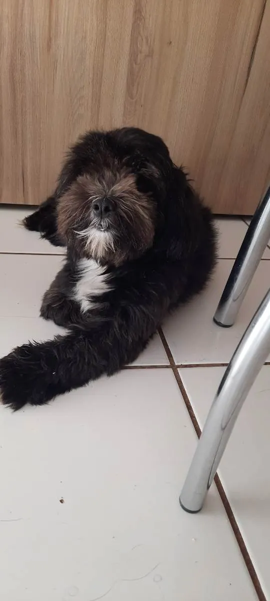 Cachorro ra a Lhasa  idade 4 anos nome Billy