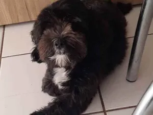 Cachorro raça Lhasa  idade 4 anos nome Billy