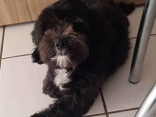 Cachorro ra a Lhasa  idade 4 anos nome Billy