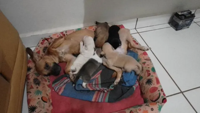 Cachorro raça Vira lata com pinther idade 2 a 6 meses nome Filhote