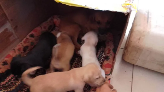 Cachorro raça Vira lata com pinther idade 2 a 6 meses nome Filhote