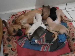 Cachorro raça Vira lata com pinther idade 2 a 6 meses nome Filhote
