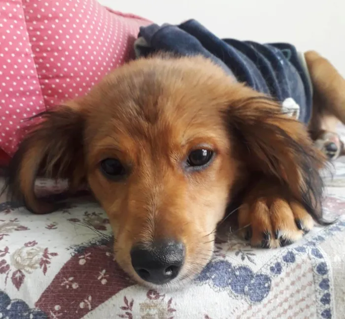 Cachorro raça SRD idade 2 a 6 meses nome REBEKA