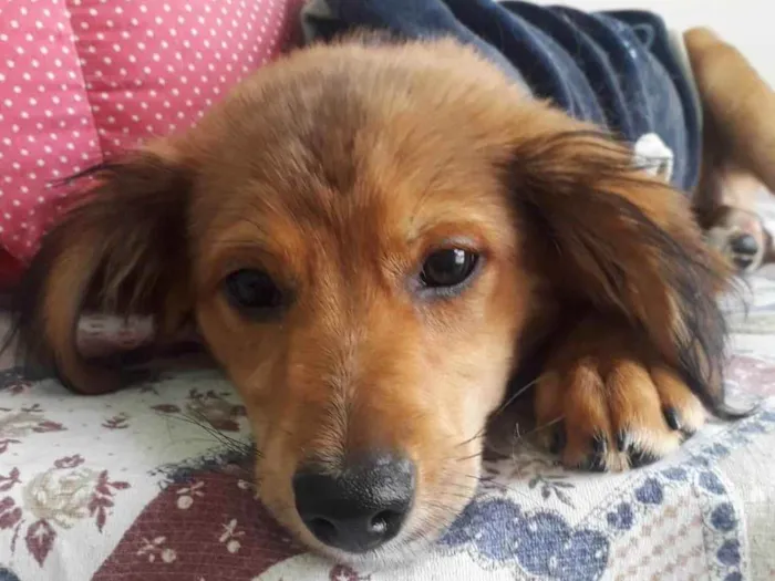 Cachorro raça SRD idade 2 a 6 meses nome REBEKA