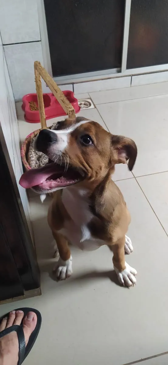 Cachorro ra a Pit bull idade 2 a 6 meses nome Lulu