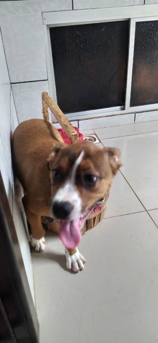 Cachorro ra a Pit bull idade 2 a 6 meses nome Lulu