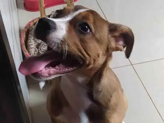 Cachorro ra a Pit bull idade 2 a 6 meses nome Lulu