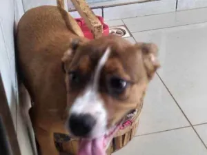 Cachorro raça Pit bull idade 2 a 6 meses nome Lulu