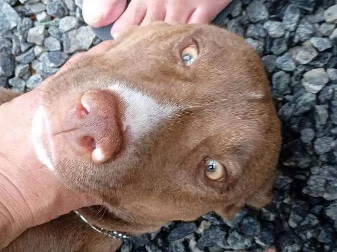 Cachorro ra a Pit bull idade 2 a 6 meses nome Lulu