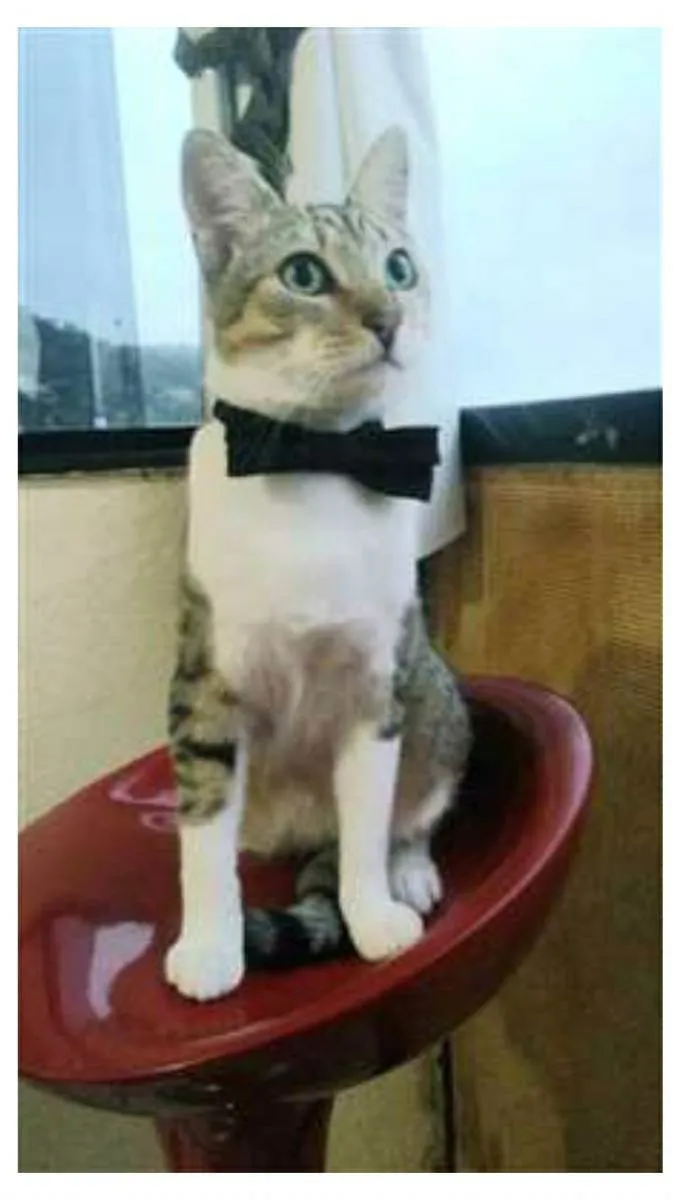 Gato ra a srd tigradinho idade 1 ano nome PEDRINHO