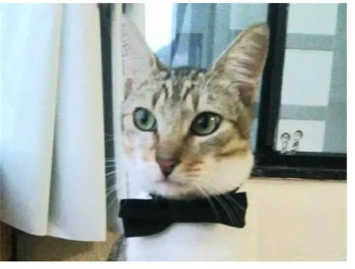 Gato ra a srd tigradinho idade 1 ano nome PEDRINHO
