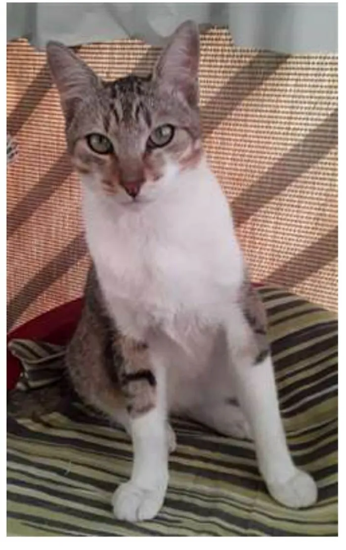 Gato ra a srd tigradinho idade 1 ano nome PEDRINHO