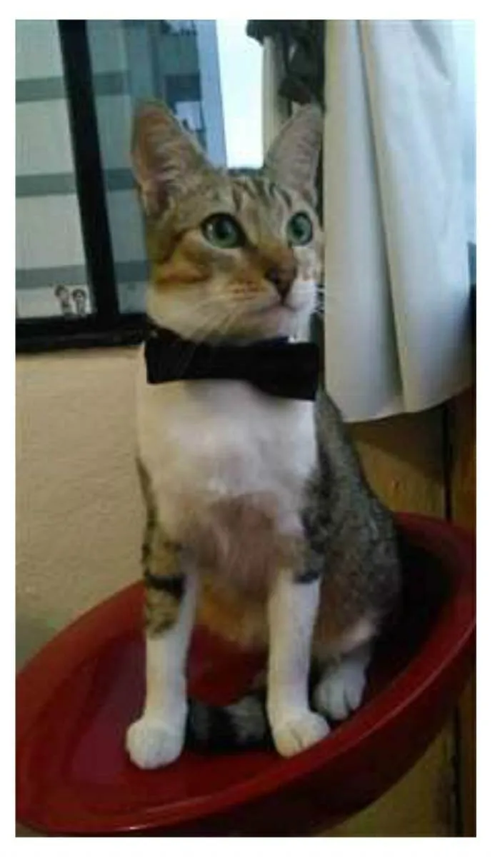 Gato ra a srd tigradinho idade 1 ano nome PEDRINHO
