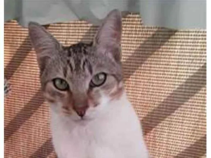 Gato ra a srd tigradinho idade 1 ano nome PEDRINHO