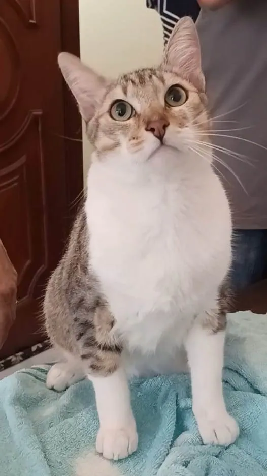 Gato ra a srd tigradinho idade 1 ano nome PEDRINHO