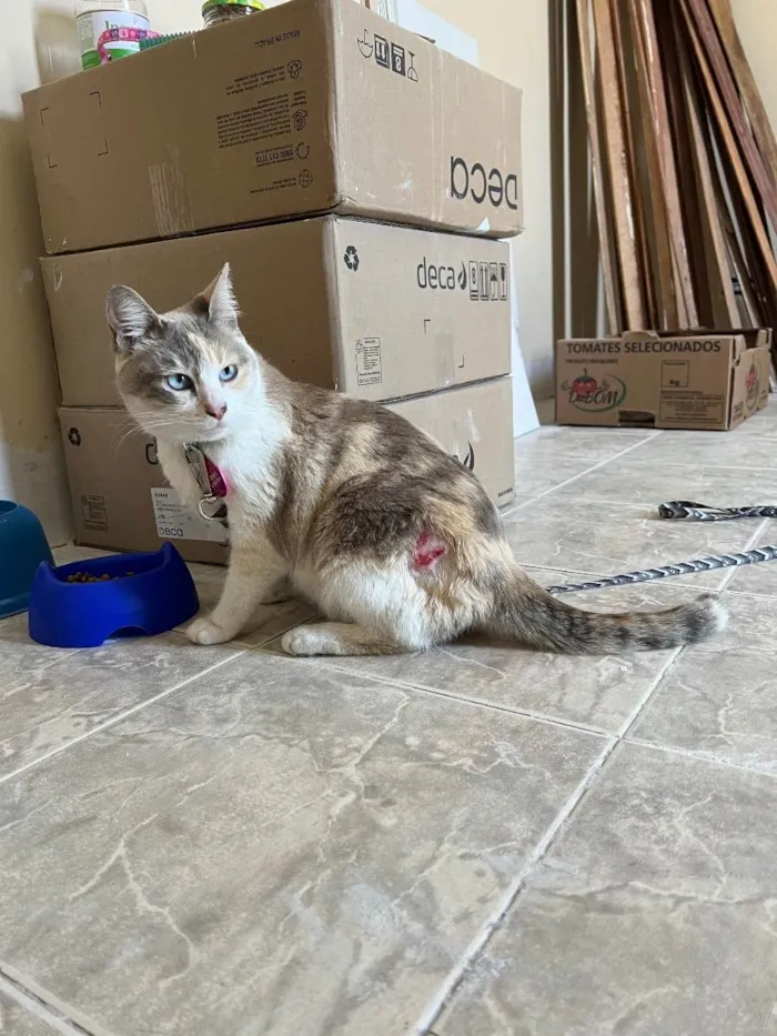 Gato ra a Sem raça idade 2 anos nome Céu