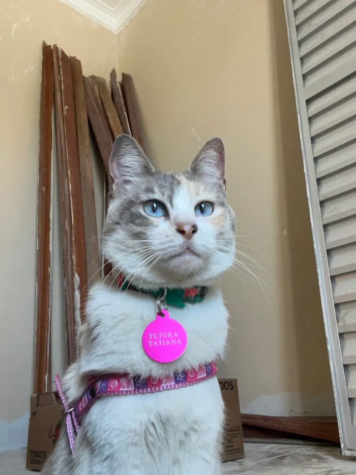 Gato ra a Sem raça idade 2 anos nome Céu