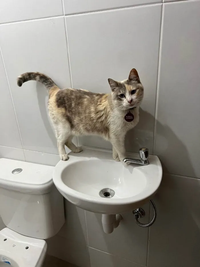 Gato ra a Sem raça idade 2 anos nome Céu