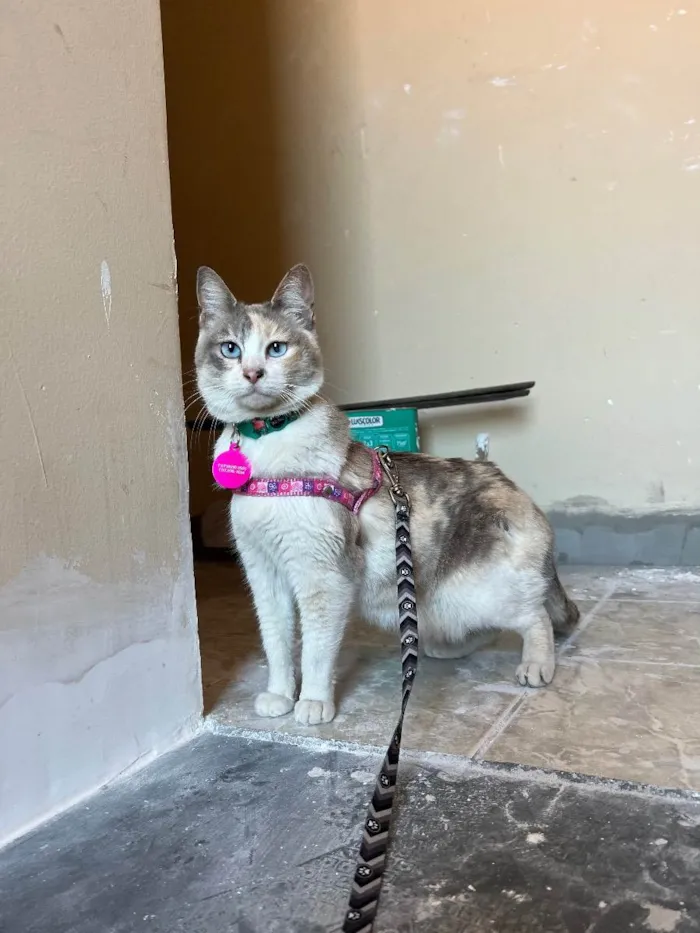 Gato ra a Sem raça idade 2 anos nome Céu