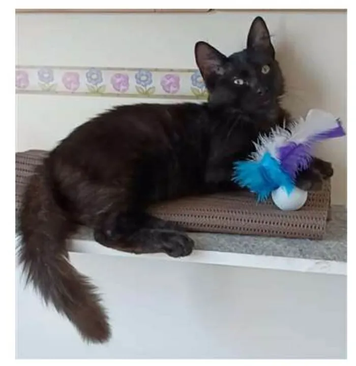 Gato ra a srd idade 2 a 6 meses nome SANSÃO 