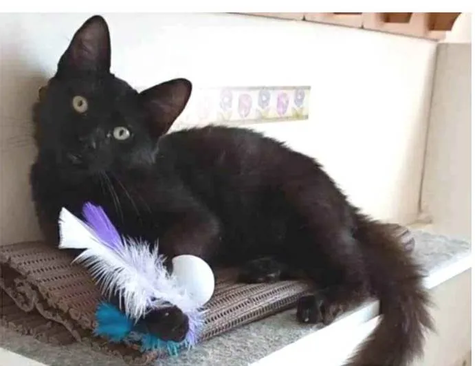 Gato ra a srd idade 2 a 6 meses nome SANSÃO 