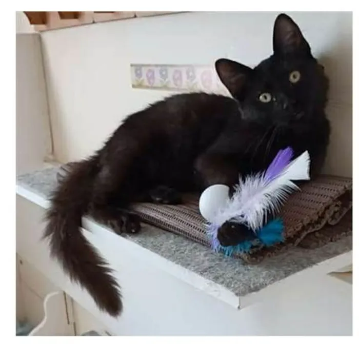 Gato ra a srd idade 2 a 6 meses nome SANSÃO 