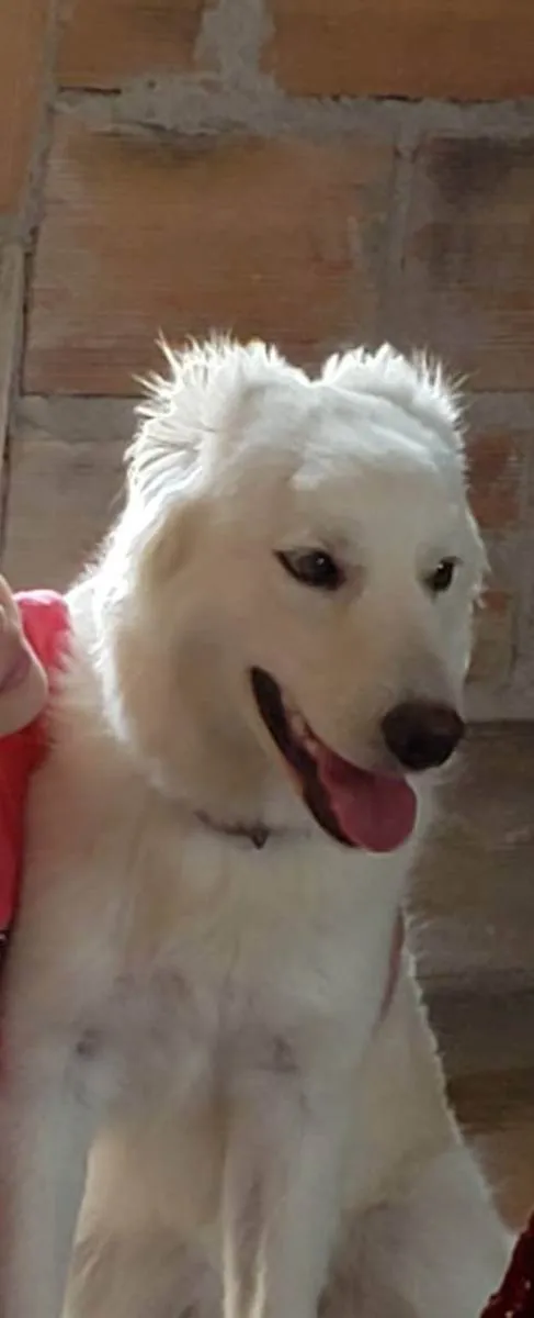 Cachorro ra a Postor branco  idade 7 a 11 meses nome Maila 