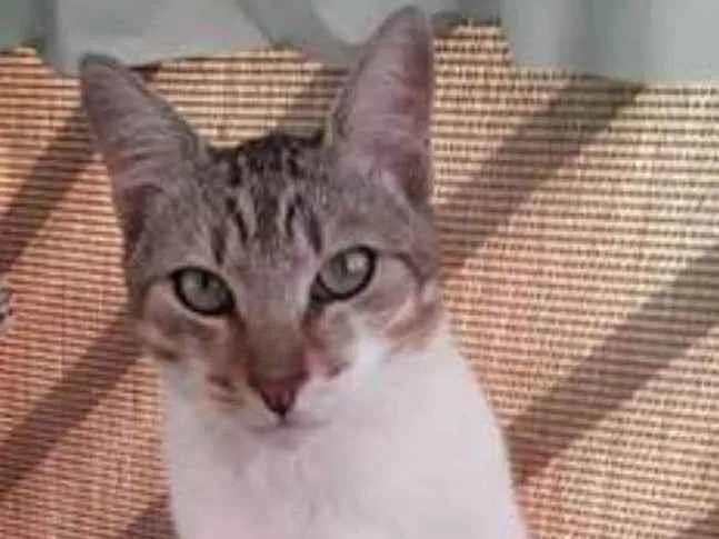 Gato ra a srd tigradinho idade 1 ano nome PEDRINHO