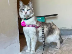 Gato raça Sem raça idade 2 anos nome Céu