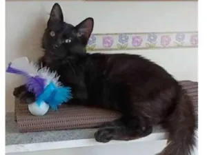 Gato raça srd idade 2 a 6 meses nome SANSÃO 
