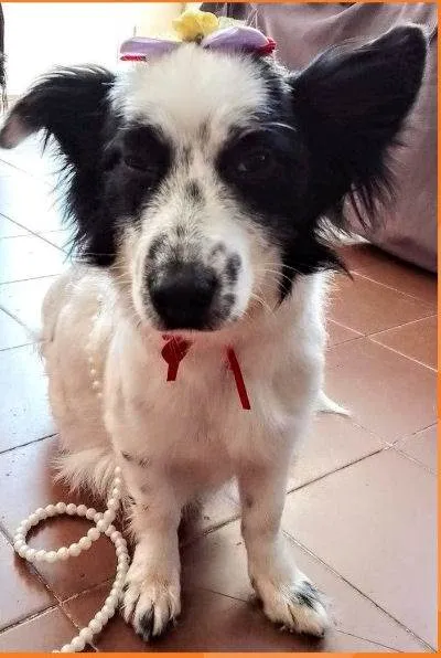 Cachorro ra a SRD idade 2 anos nome Stella