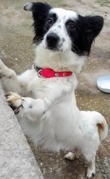 Cachorro ra a SRD idade 2 anos nome Stella