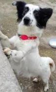 Stella