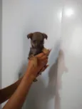 Pretinha e Morena