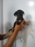 Pretinha e Morena