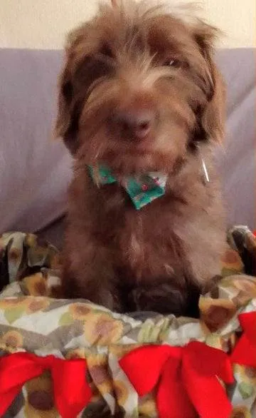 Cachorro ra a SRD idade 2 anos nome Mel